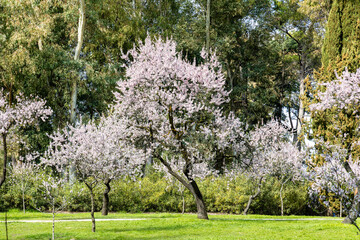 public park called Quinta de los Molinos with the almond trees in bloom in Madrid, Spain