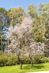 public park called Quinta de los Molinos with the almond trees in bloom in Madrid, Spain