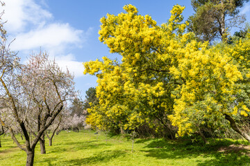 public park called Quinta de los Molinos with the almond trees in bloom in Madrid, Spain