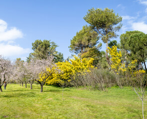 public park called Quinta de los Molinos with the almond trees in bloom in Madrid, Spain