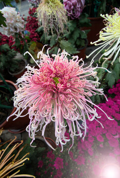 chinese chrysanthemum
