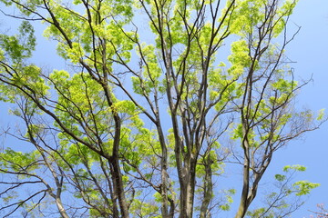 Fototapeta premium 春の朝の新緑の欅の木と青空