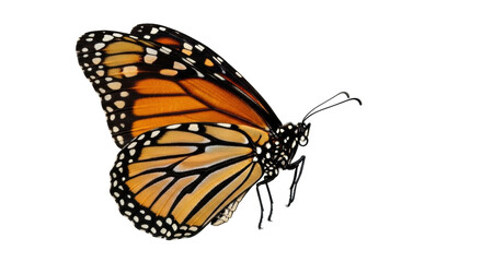 Isolated orange and black monarch butterfly with open wings, summer wildlife insect © Rowan