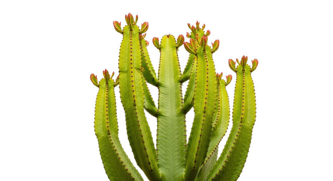 Isolated candelabra spurge succulent plant, a tropical botanical specimen, outdoors, desert flora