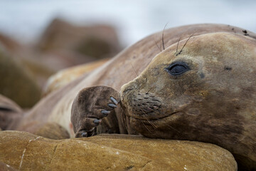 Fototapeta premium A female southern elephant seal (Mirounga leonina) moults on coastal rocks at Gouritsmond, Western Cape, South Africa.
