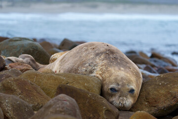 Naklejka premium A female southern elephant seal (Mirounga leonina) moults on coastal rocks at Gouritsmond, Western Cape, South Africa.