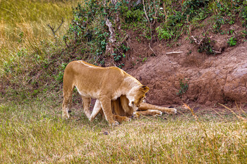 Naklejka premium Two lion. Loving couple. Lions in the savannah. Masai Mara, Kenya