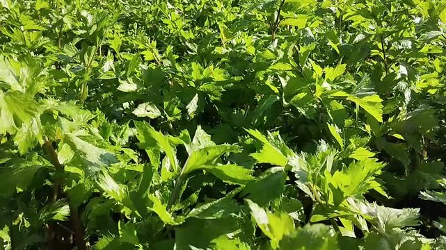 Fresh Celery Plants Thrive in the Garden Under the Morning Sun