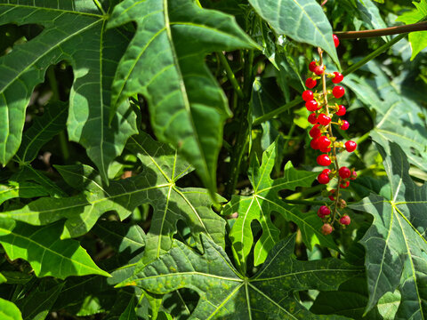 green chaya leaves with small red berries in a sunny tropical garden background