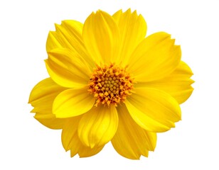 Obraz premium Vibrant yellow flower head, with layered petals radiating from a small center disc, isolated on a white background