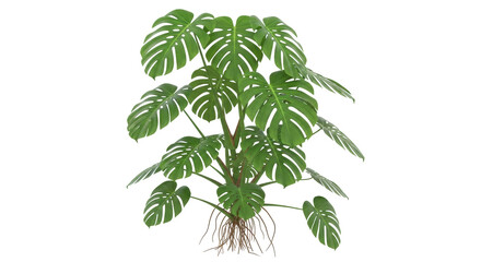 Isolated monstera deliciosa plant on a neutral setting perfect for interior design mockups © Isolde