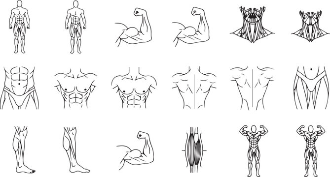 Human muscle body parts set, muscle man full body front and back, biceps, triceps, body building workout