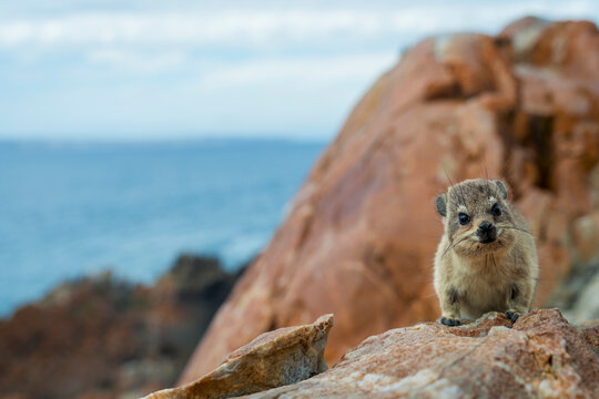 Rock hyrax or dassie (Procavia capensis) resting on coastal rocks, the Indian Ocean in the background. Fransmanshoek, Vleesbaai, Western Cape, South Africa. A small mammal in a coastal habitat.