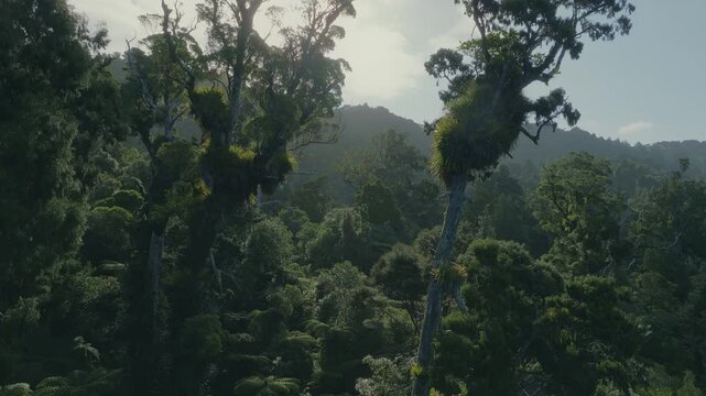 Lush green rainforest canopy in New Zealand. The image shows the density and biodiversity of the forest, highlighting the importance of conservation efforts.