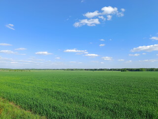 Obraz premium Expansive green field of young wheat under a blue sky. Rural agricultural landscape in the countryside. Summer scenery with a meadow and clouds
