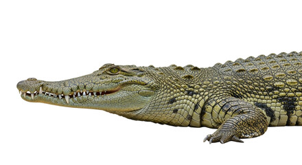 Obraz premium Isolated reptile predator Dangerous crocodile with sharp teeth, a scaled animal on display