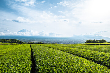静岡県富士市にある岩本山の緑茶の茶畑と富士市街並みと富士山