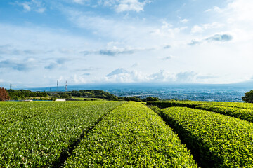 静岡県富士市にある岩本山の緑茶の茶畑と富士市街並みと富士山
