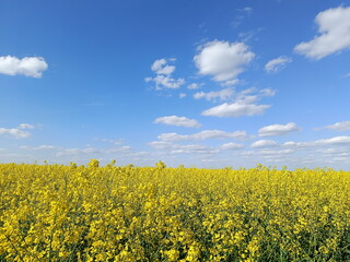 Obraz premium Vast field of blooming yellow rapeseed under a blue sky. Agricultural landscape with canola flowers on a sunny day. Springtime countryside scene
