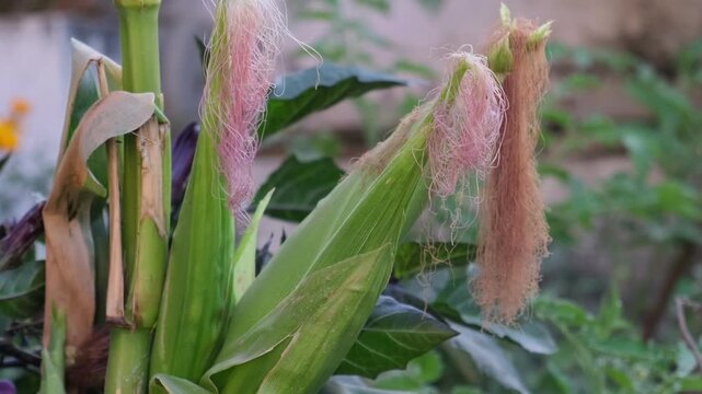 Close-up of fresh green corn cobs growing in a field with corn silk