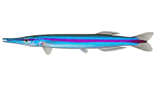 Isolated colorful needlefish on display, a tropical fish, exotic aquatic animal close-up