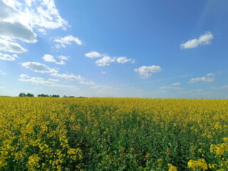 Obraz premium Vast field of blooming yellow rapeseed under a blue sky. Agricultural landscape with canola flowers on a sunny day. Springtime countryside scene