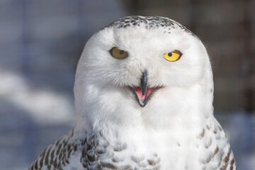 Fototapeta premium A white owl with yellow eyes and a yellow beak