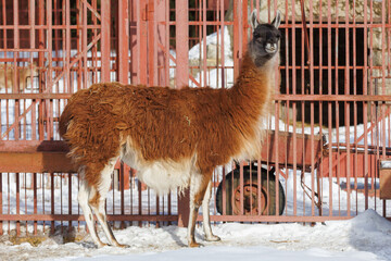Fototapeta premium A brown and white llama standing in front of a fence