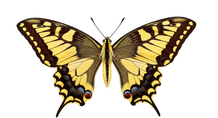 Isolated Eastern Tiger Swallowtail butterfly, Papilio glaucus, vibrant yellow and black wings © Cedric