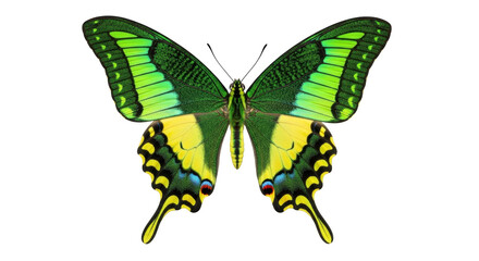 Isolated Emperor Swallowtail Butterfly, a Lepidopteran Insect, with Green and Yellow Wing Design © Cedric