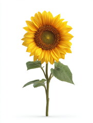 Fototapeta premium Bright Yellow Sunflower Isolated on White Background