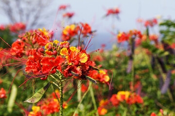 Gros plan sur les fleurs d'un flamboyant nain