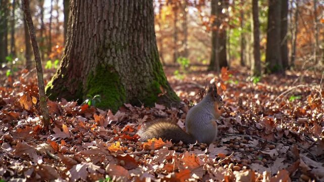 Small furry animal scurries across fallen autumn leaves near a tree.