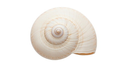 Isolated seashell of moon snail with smooth coiled shell showing a spiral shape closeup © Marigold