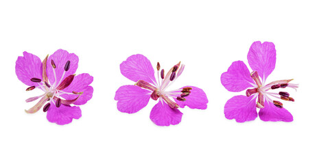 Obraz premium Flowers Plant Ivan tea on white background, clipping path. Fireweed (Rosebay Willowherb) isolated on white background