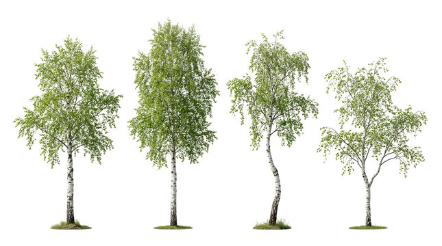 Silver birch, Betula pendula, white bark, isolated on black, green leaves, deciduous tree, nature elements. Set of four realistic birch trees for landscape design and architectural visualization.