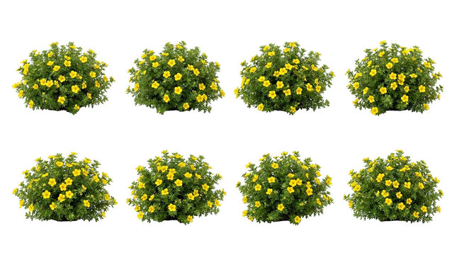 Potentilla fruticosa, shrubby cinquefoil, yellow flowers, plant isolated, green bush, garden shrub, botanical element set for landscape design and architectural visualization.