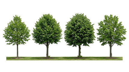 Obraz premium Tilia cordata, Littleleaf linden, Tree, Isolated, Nature, Foliage, Landscape collection featuring four deciduous lime trees with lush green leaves on a black background.