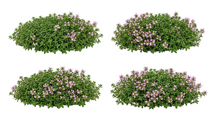 Naklejka premium Thymus serpyllum, creeping thyme, groundcover, wild thyme, flowering plant, garden herb, pink flowers isolated on black background, perfect for landscaping design and botanical projects.