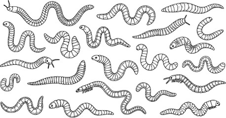 Hand-drawn doodle set of various segmented worms, caterpillars, and insect larvae on white background © pixerstock