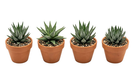 Obraz premium succulent, zebra plant, haworthia, potted plant, terracotta pot, indoor plant, black background with a row of four Haworthiopsis fasciata displaying unique striped green foliage.