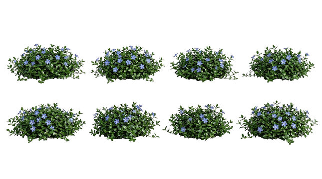 Vinca minor, periwinkle, groundcover, plant, flower, blue, bush set isolated on black background for landscaping design, gardening projects, and nature-themed botanical 3D illustrations.