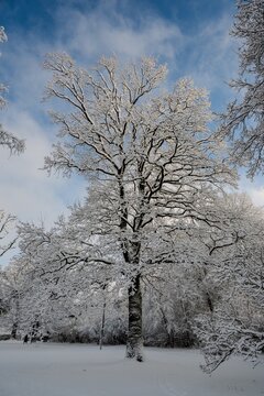 A serene scene of snow-covered branches and a blue sky, perfect for a winter photo.