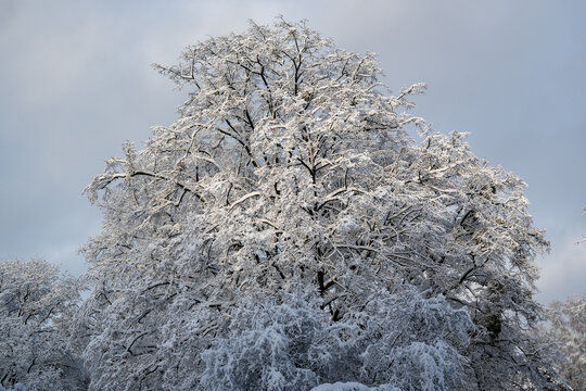 A frozen evergreen plant in a winter landscape with snow-covered trees and a clear sky.