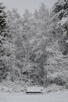 A beautiful evergreen tree covered in snow in Hamburg, Germany.
