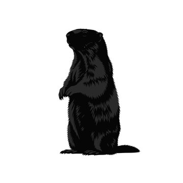 Black groundhog standing upright on its hind legs against a white background.