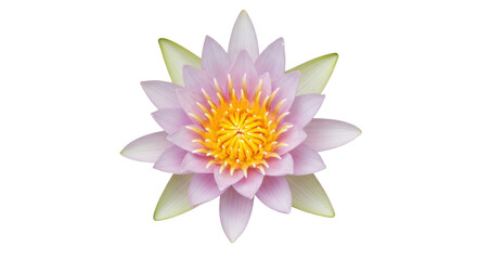 Fototapeta premium Isolated, beauty of a pink water lily, floral blossom against a neutral backdrop