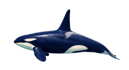 Isolated killer whale swimming, an apex predator with a complex social structure ocean life © Sergiu