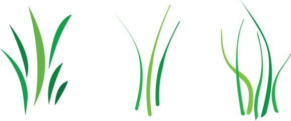 Three grass blades in varying styles a fresh botanical illustration on transparent background © PP_Maker