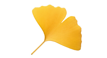 Naklejka premium Isolated Ginkgo biloba leaf, golden yellow plant, autumn color, bright and detailed